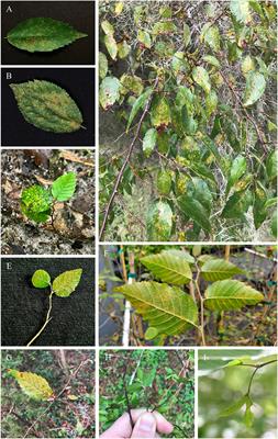 Ironwood/hophornbeam leaf rust, an emergent disease across the southeastern United States affiliated to Melampsoridium asiaticum